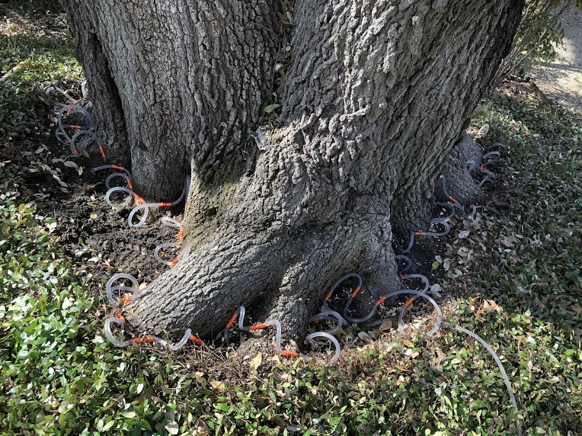 Detailed Tree Cabling and Bracing job site in Waterford Works