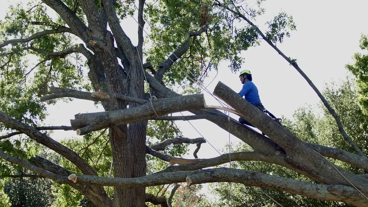 Professional Crown Thinning performed by certified arborists in Waterford Works