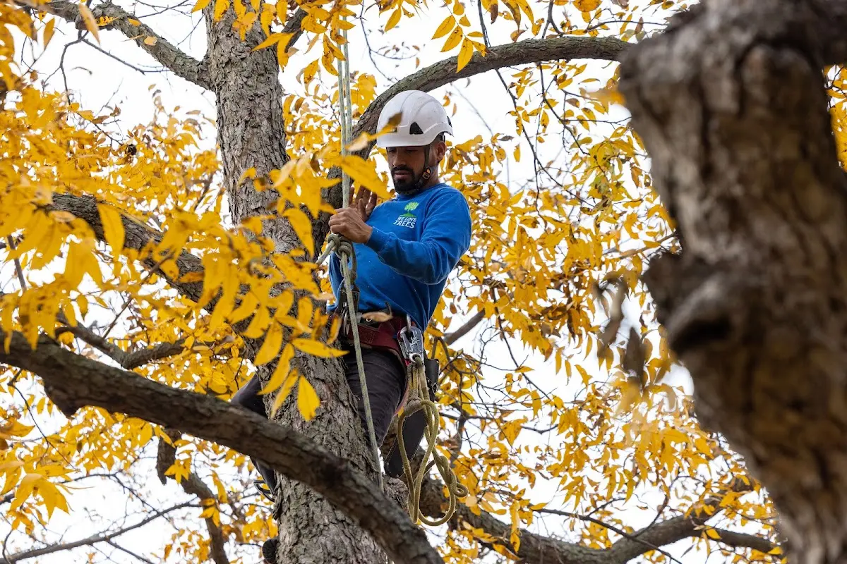 Skilled Tree Pruning crew working in Waterford Works