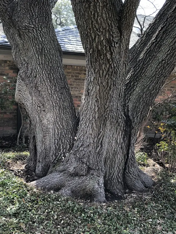 Mature heritage tree close to a Waterford Works property cared for by certified arborists